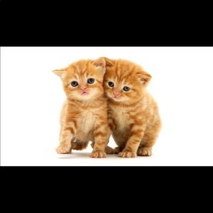 Meet your Posher, Maddie